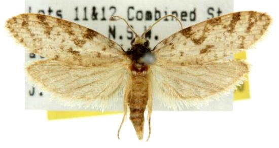 Conoeca guildingi