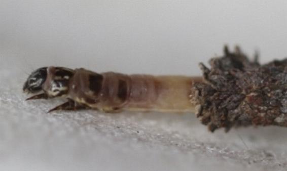Conoeca guildingi