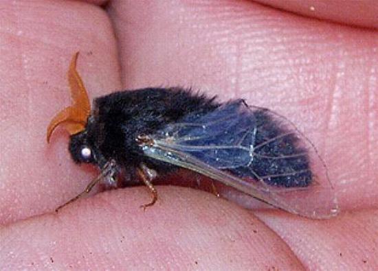 Hyalarcta huebneri