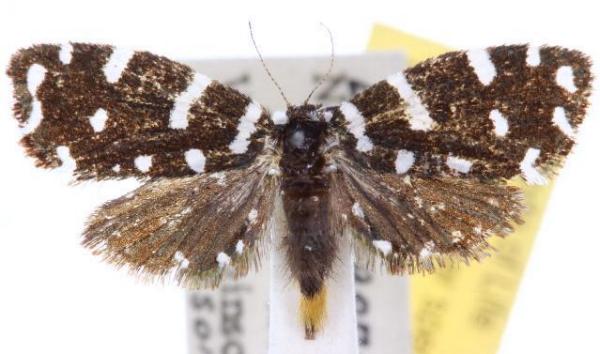 Sentica oppositella