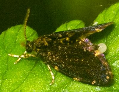 Sentica oppositella