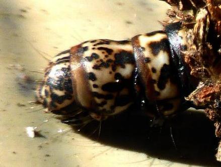 Lomera species