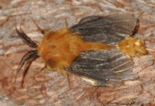 Lomera xanthochrysa
