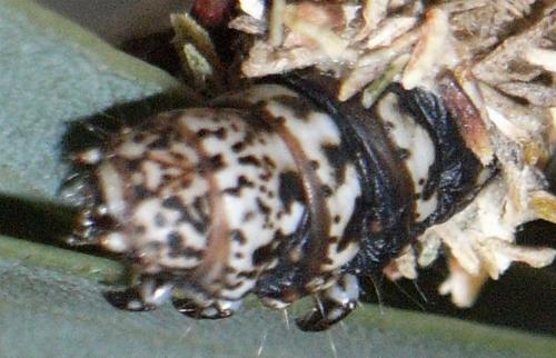 Lomera xanthochrysa