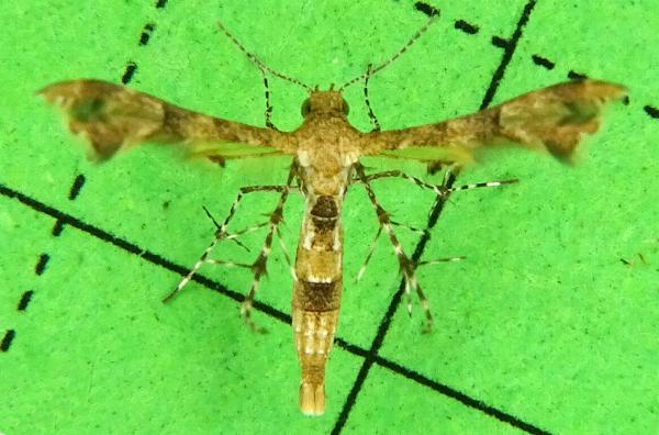 Nippoptilia cinctipedalis
