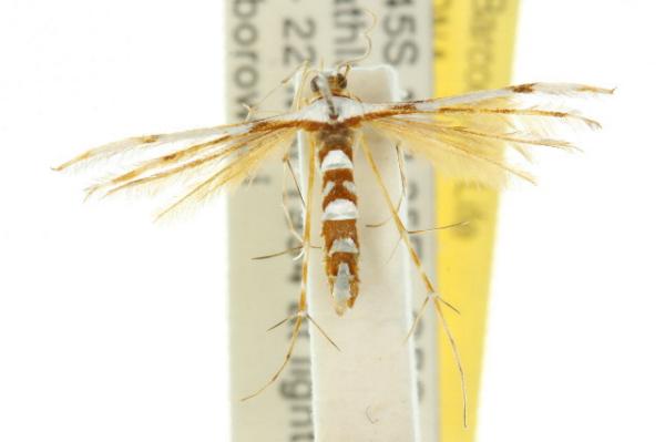 Cosmoclostis hemiadelpha
