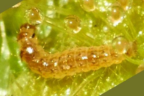 Buckleria paludum