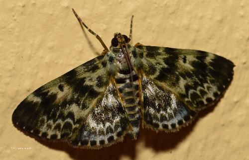 Cardamyla didymalis