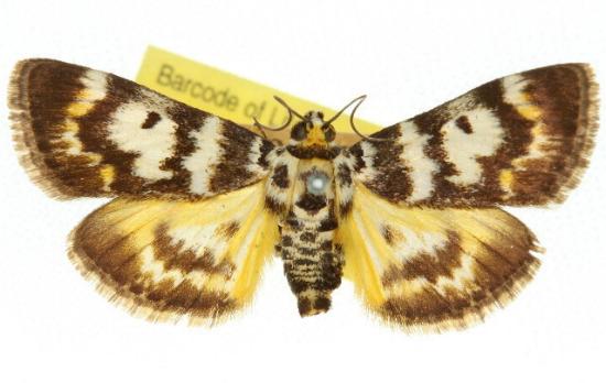 Cardamyla eurycroca