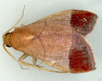 Curena externalis