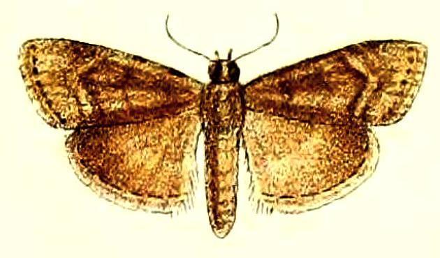 Orthaga exvinacea