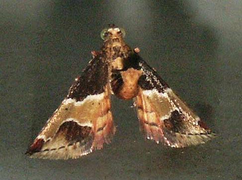 Arescoptera idiotypa