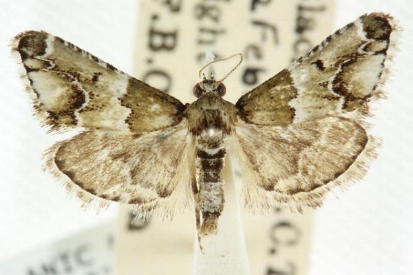 Arescoptera idiotypa