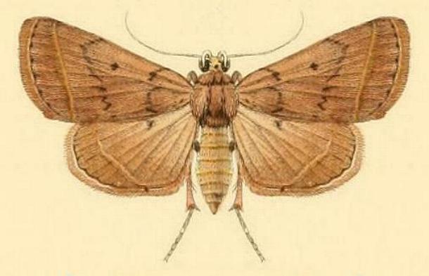 Herculia nigrivitta