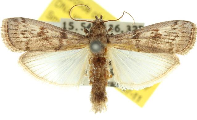 Hypsipyla robusta