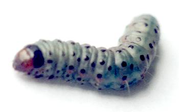Hypsipyla robusta