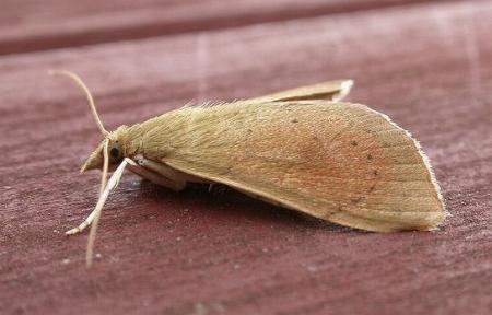 Hyalobathra archeleuca