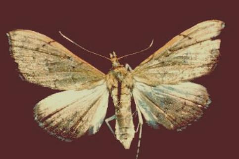 Hyalobathra archeleuca
