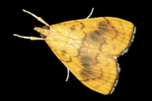 Hyalobathra brevialis