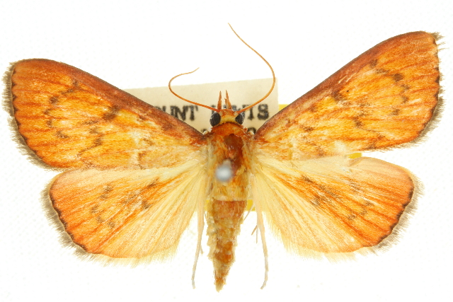 Paliga ignealis