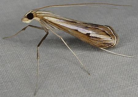Euclasta maceratalis