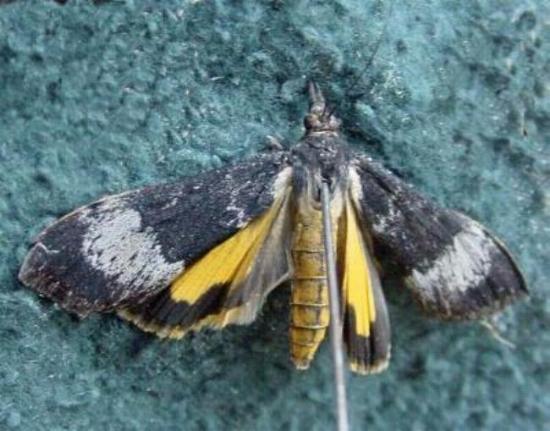 Uresiphita ornithopteralis