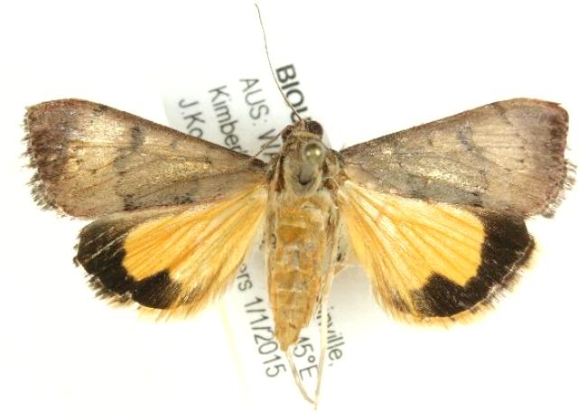 Uresiphita ornithopteralis