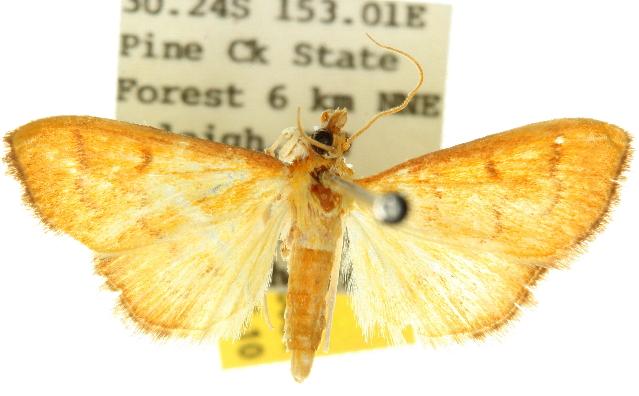 Paliga rubicundalis