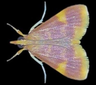 Emphylica xanthocrossa