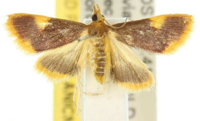 Emphylica xanthocrossa