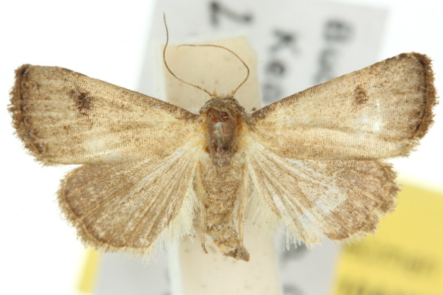 Rivula concinna