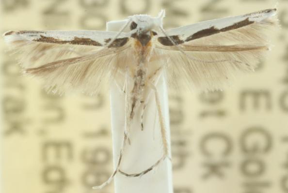Vanicela tricolona