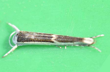 Vanicela xenadelpha