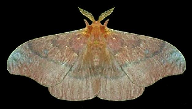 Opodiphthera excavus