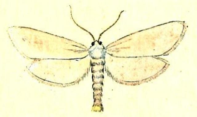Scirpophaga praelata