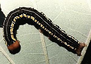 Anomis combinans