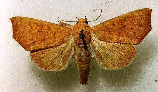 Anomis combinans
