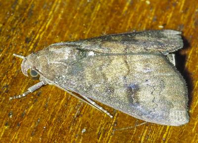 Anomis figlina
