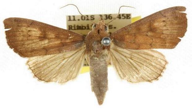 Anomis figlina