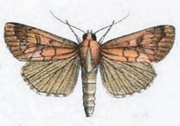 Anomis figlina