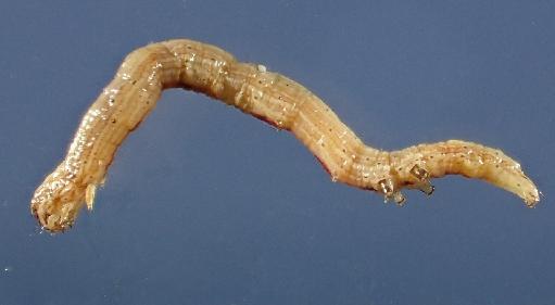 Dinumma mediobrunnea