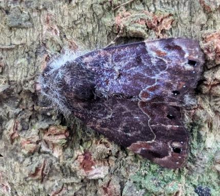 Dinumma mediobrunnea