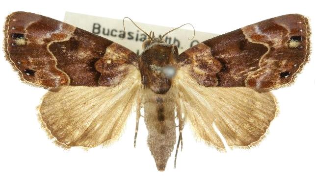 Dinumma mediobrunnea