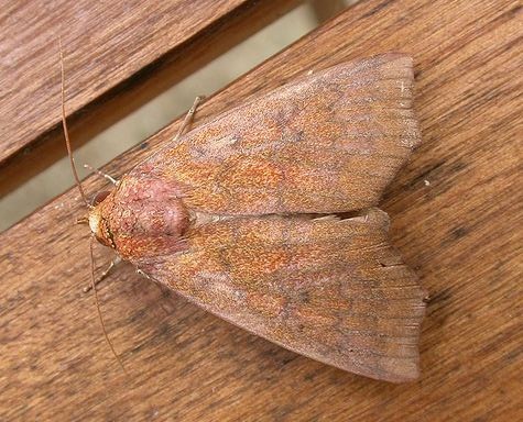 Anomis nigritarsis