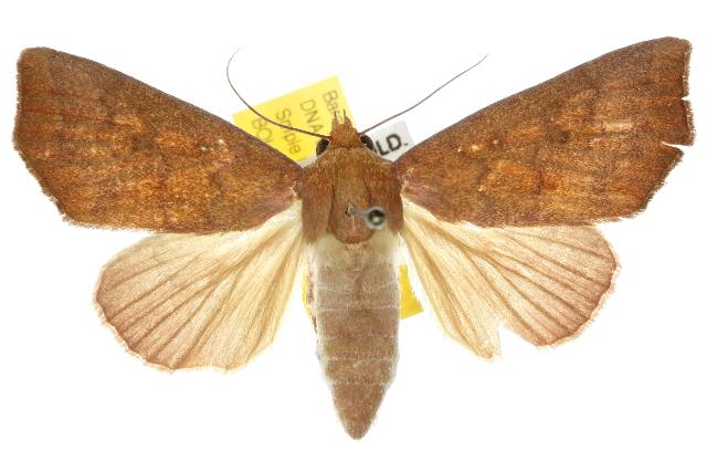 Anomis nigritarsis