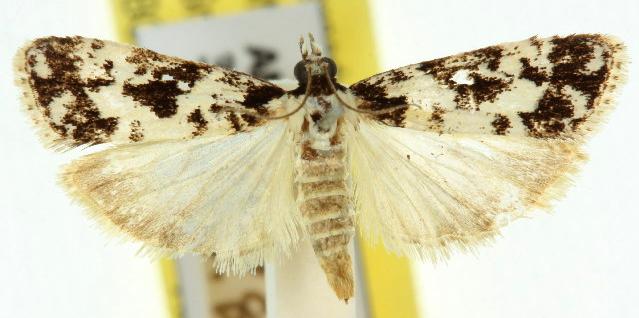 Eudonia aphrodes