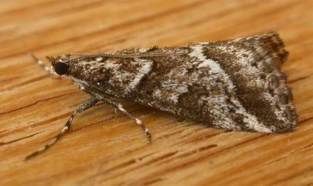 Phanomorpha dapsilis