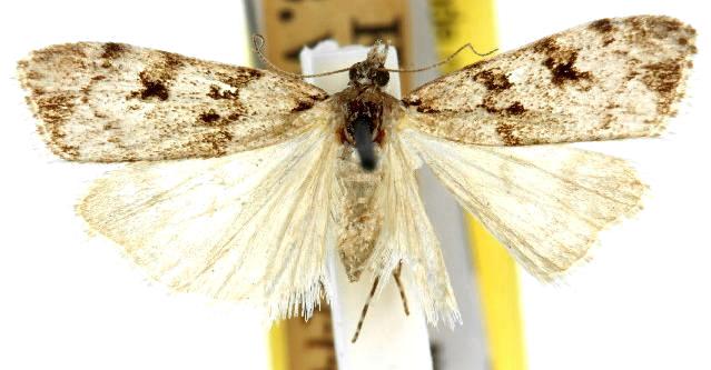 Scoparia emmetropis