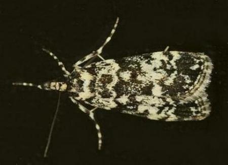 Scoparia exhibitalis