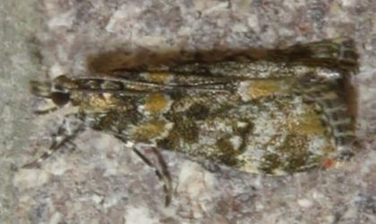 Scoparia gethosyna